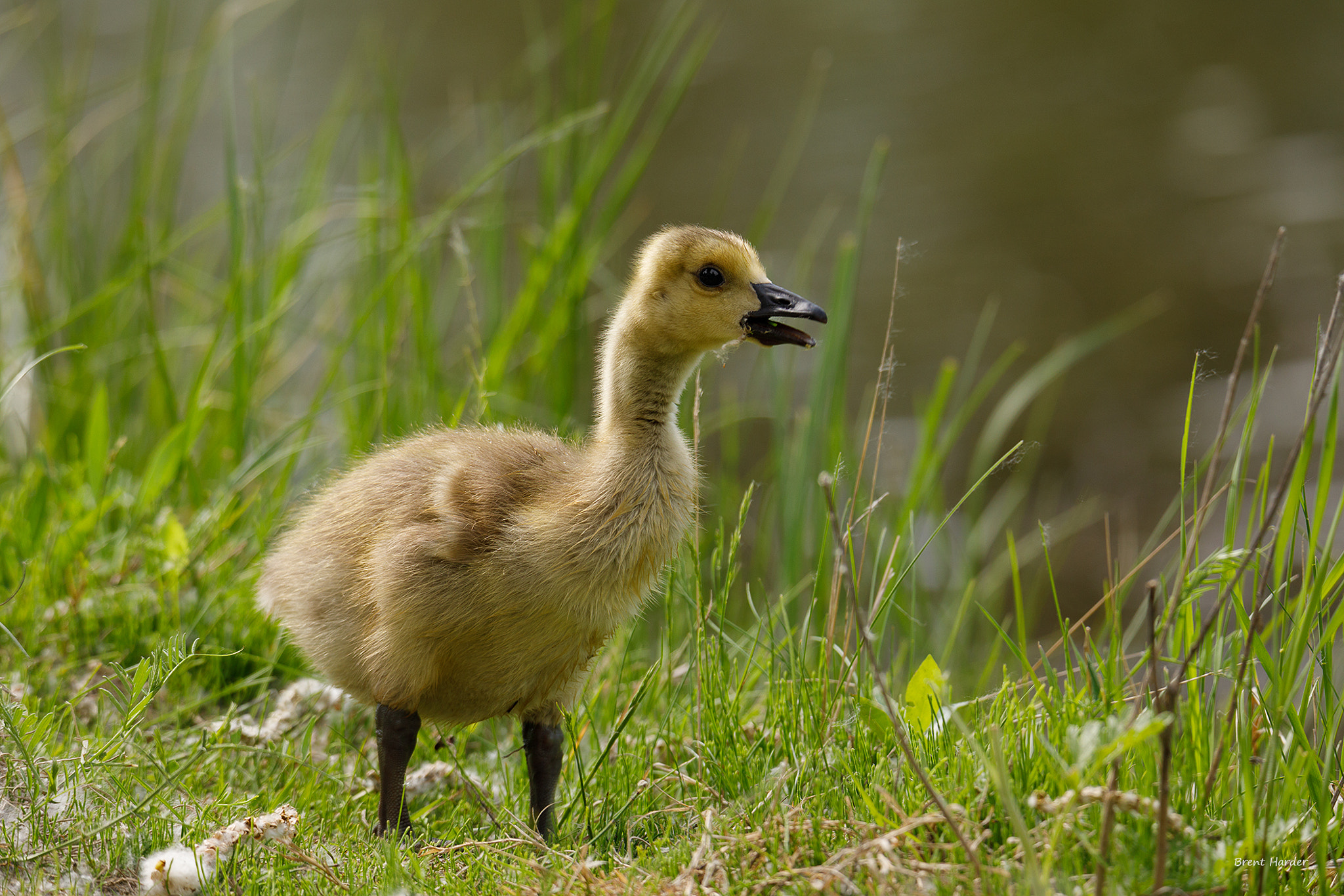 Canon EOS sample photo. Gosling photography