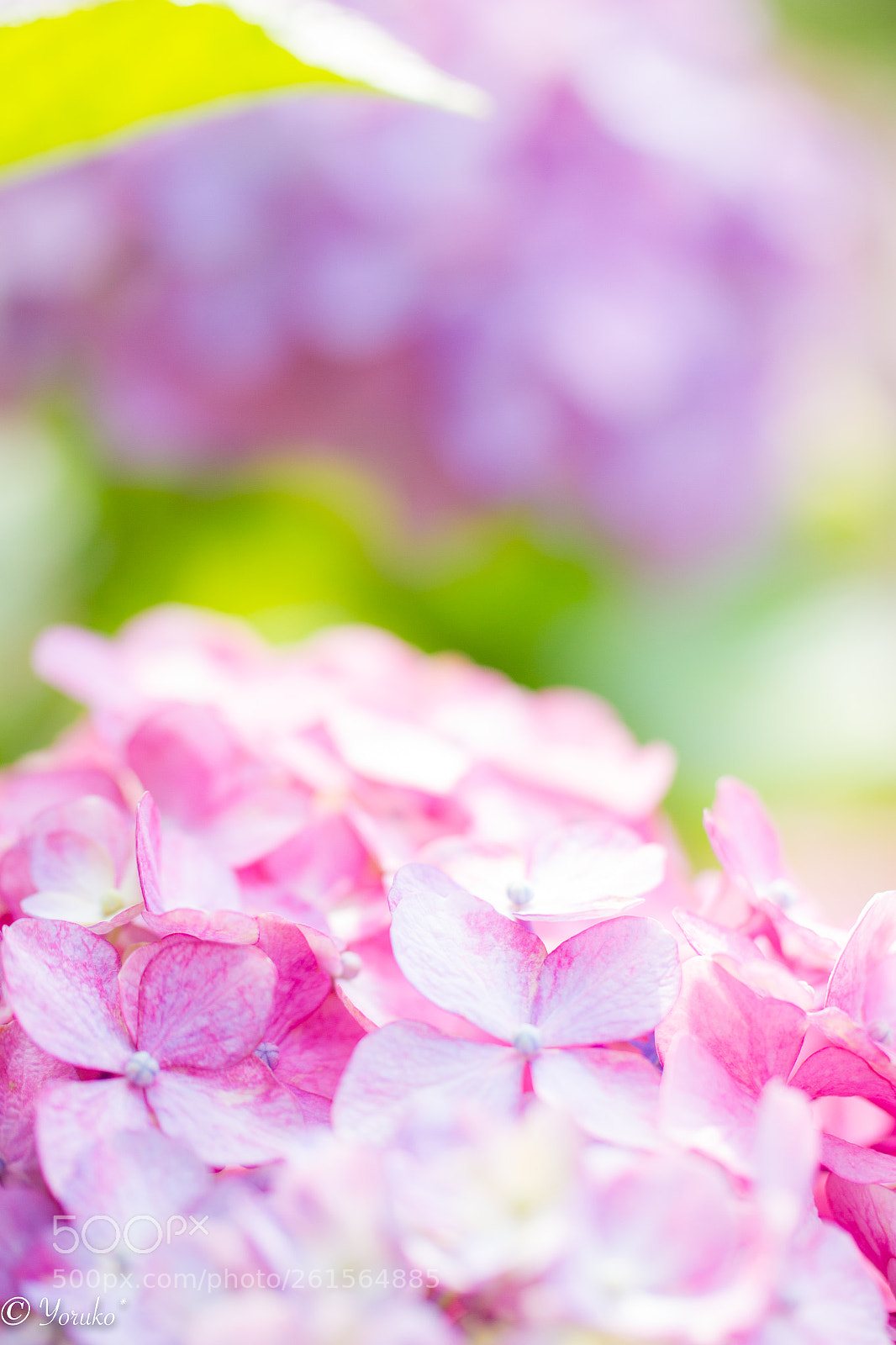 Canon EOS 7D sample photo. 梅雨の晴れ間に photography