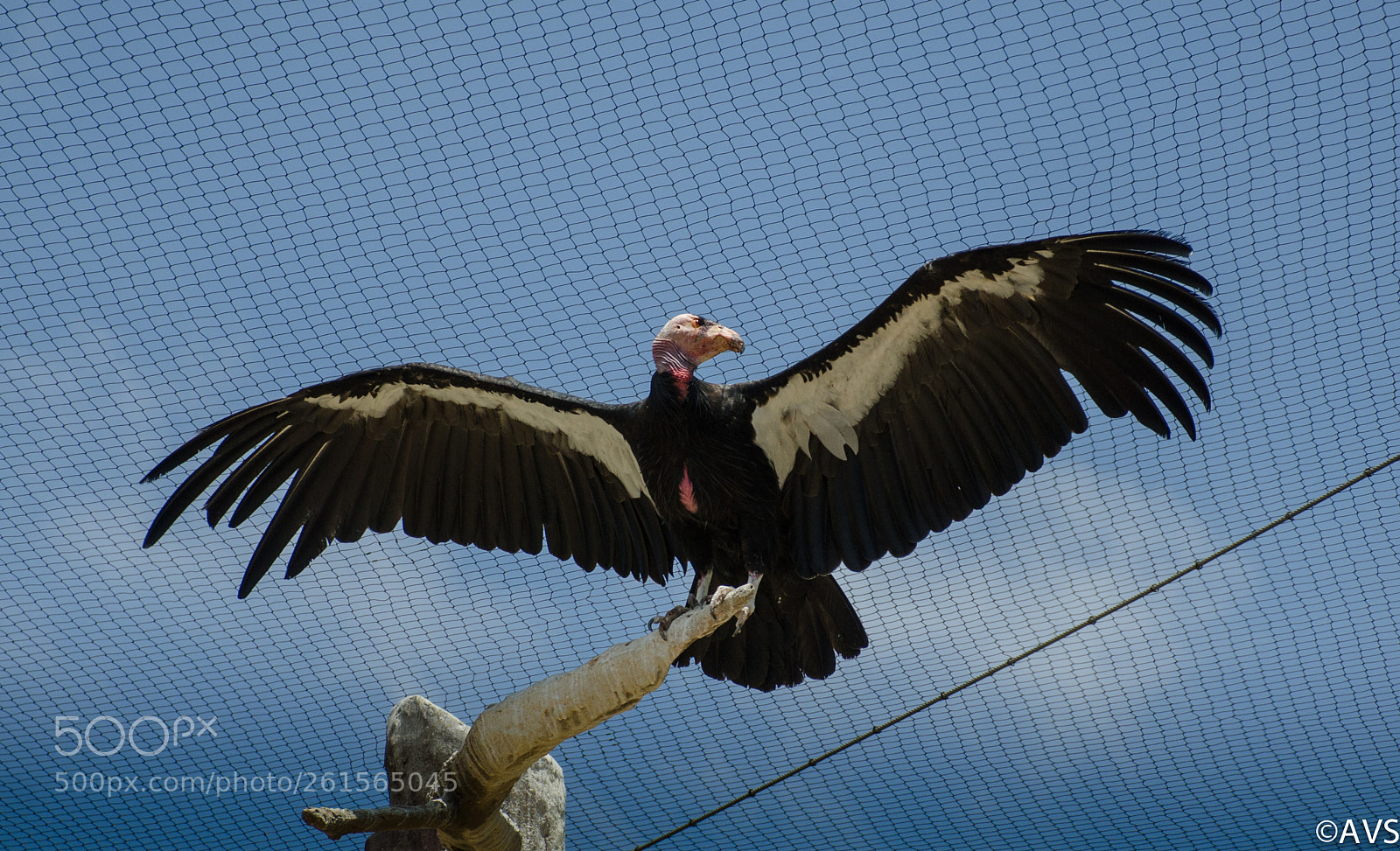 Nikon D7000 sample photo. Spread your wings photography