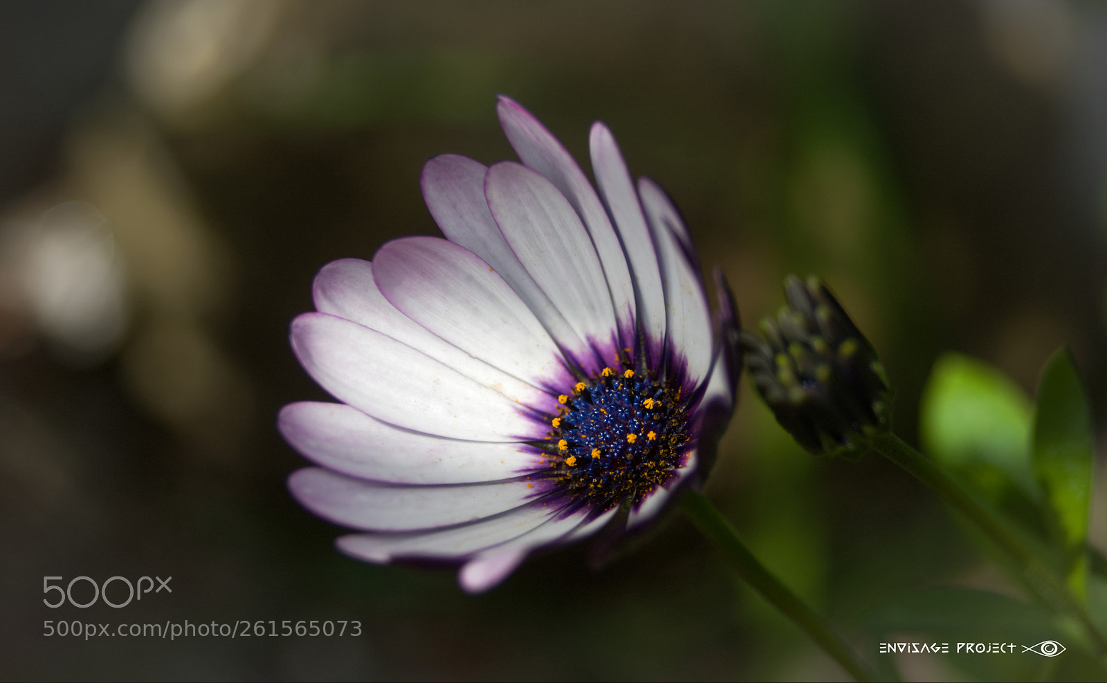 Sony a7R sample photo. Mystery daisy photography