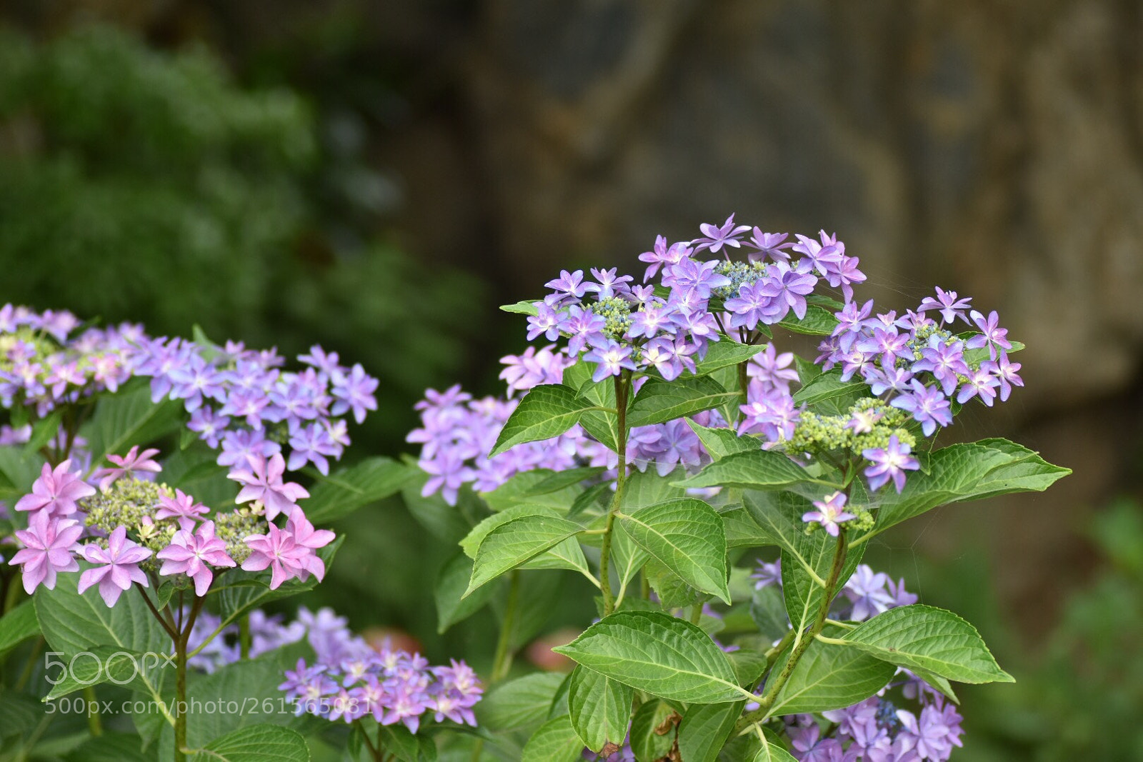 Nikon D7200 sample photo. Hydrangea 2 photography