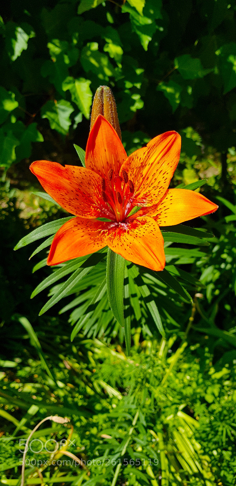 Samsung Galaxy S8 sample photo. Flower photography