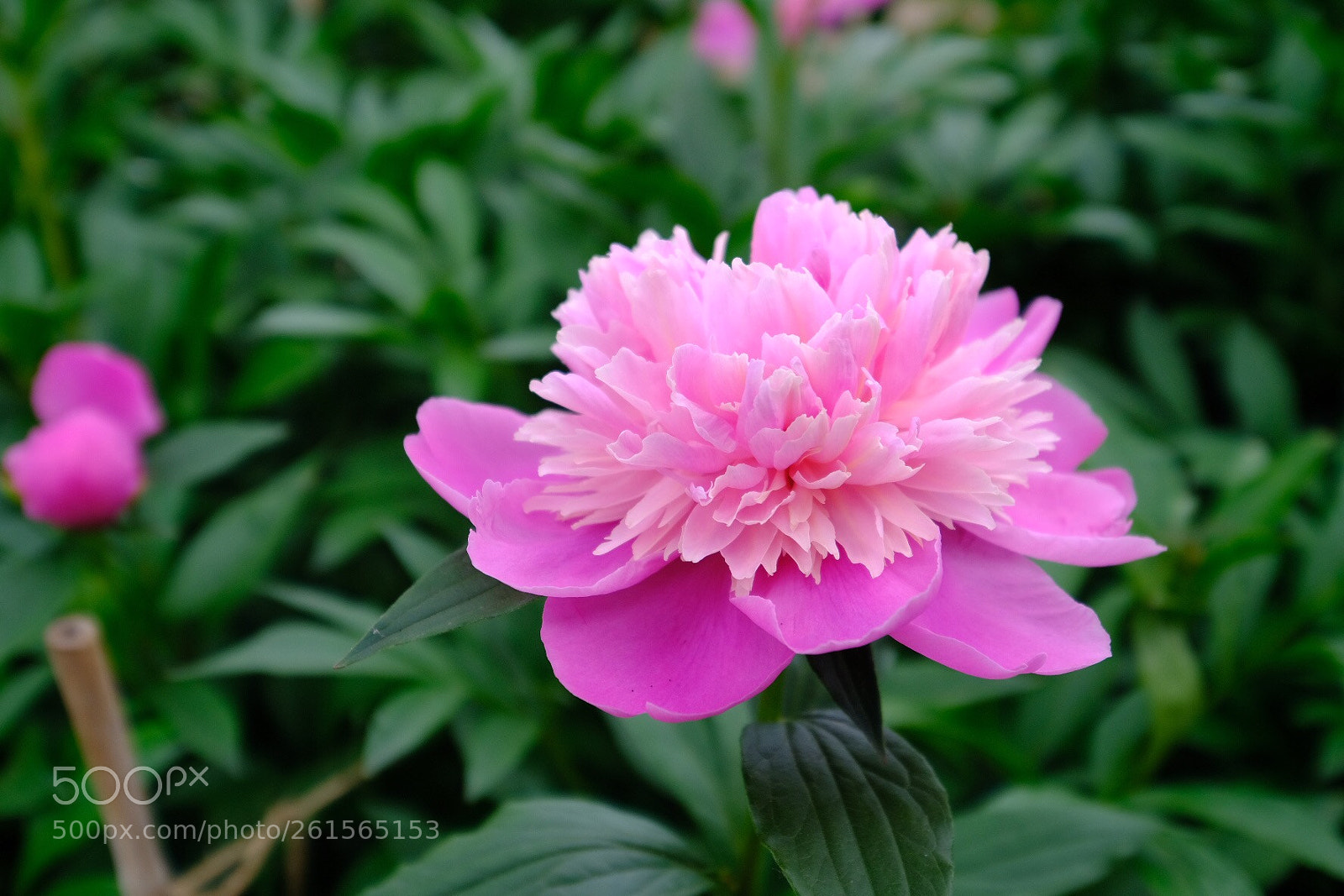 Fujifilm X-T2 sample photo. Untitled photography