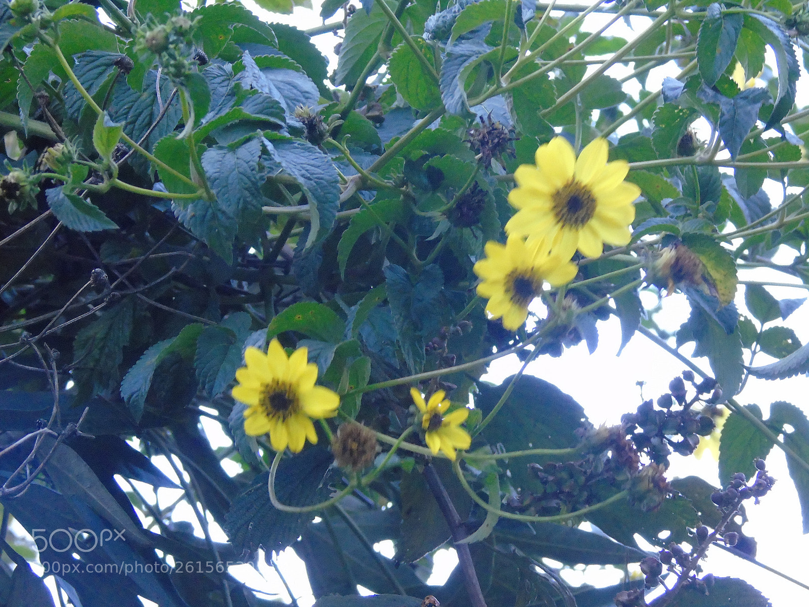 Sony Cyber-shot DSC-H400 sample photo. Dsc photography