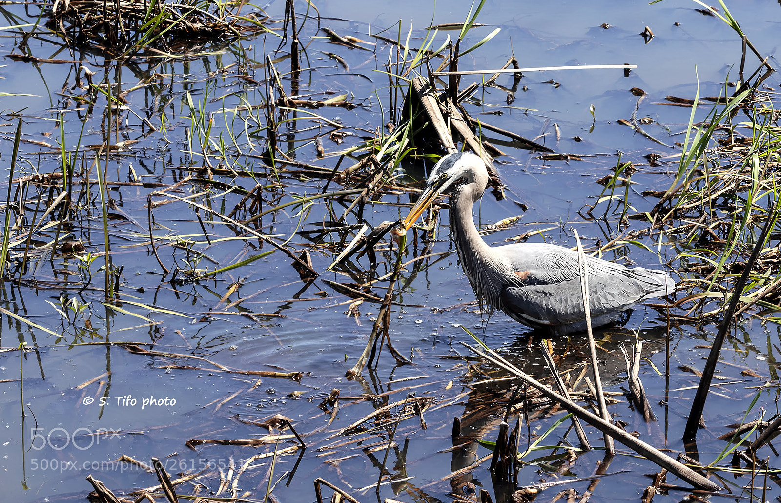 Canon EOS 80D sample photo. Egret ... photography