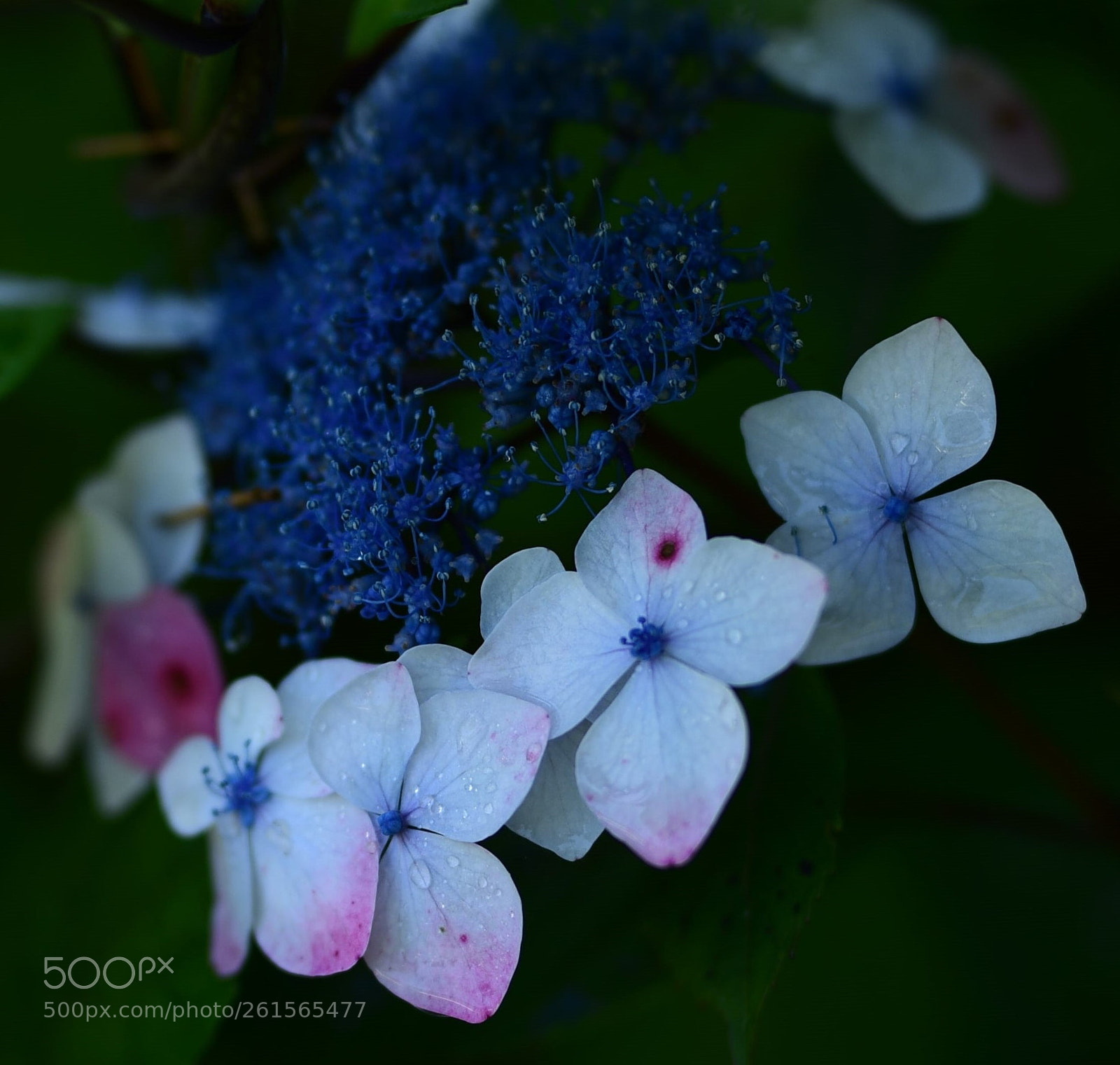 Nikon D750 sample photo. Ajisai after the rain photography