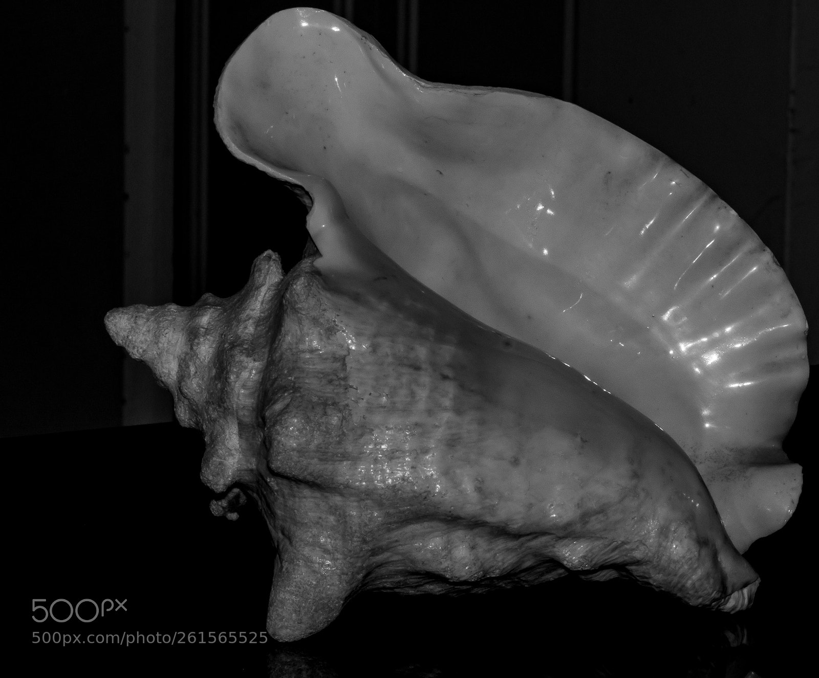 Sony a6300 sample photo. Shell bw photography
