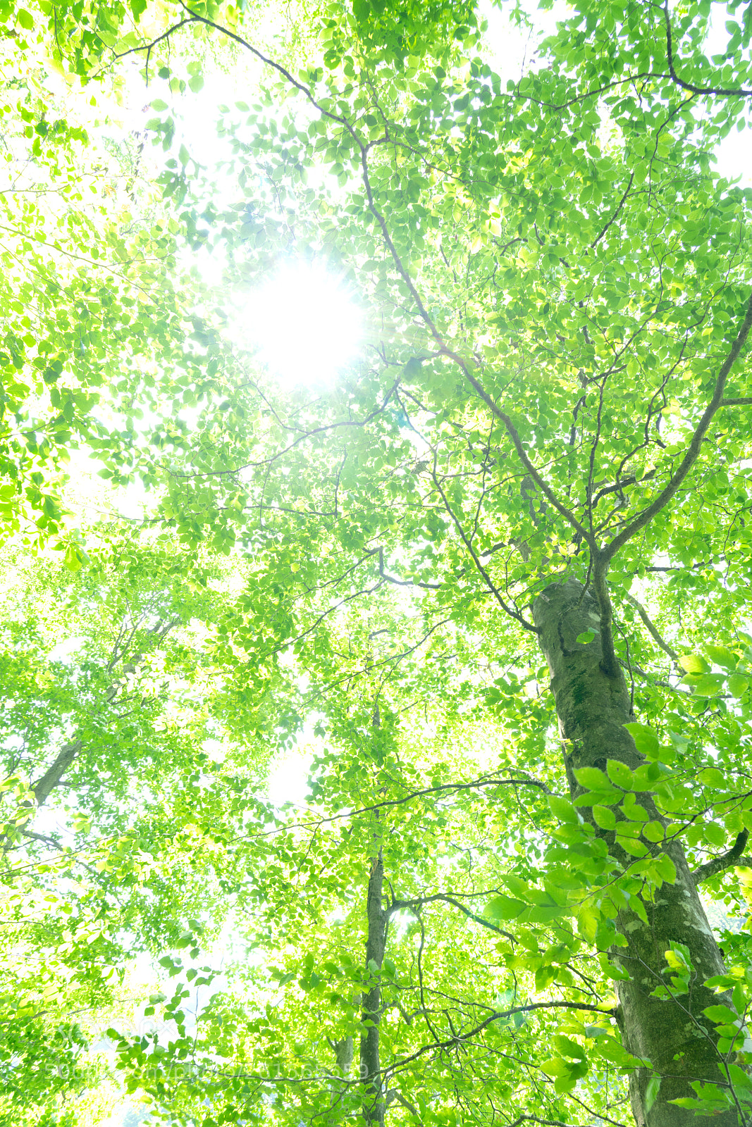 Sony a7R III sample photo. Japanese beech photography