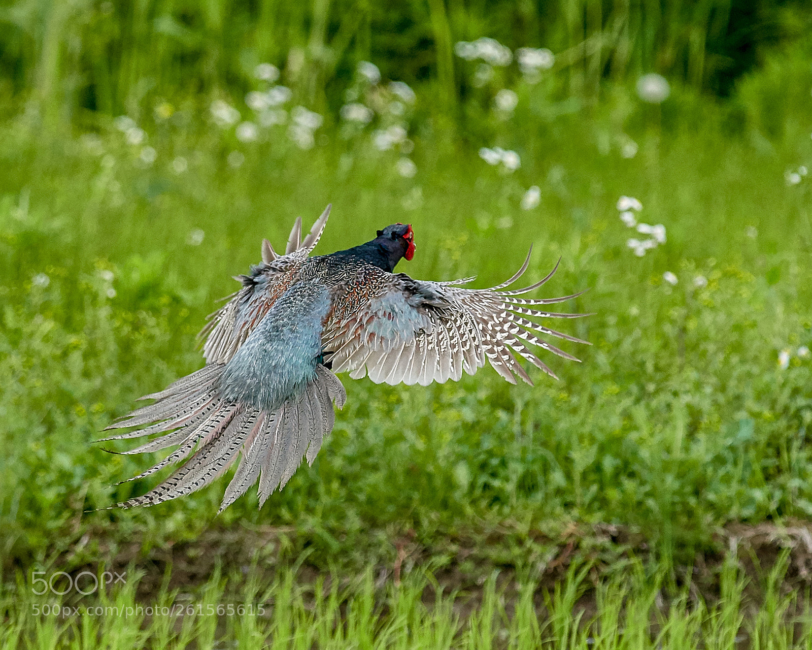 Nikon D500 sample photo. Flight of a pheasant photography