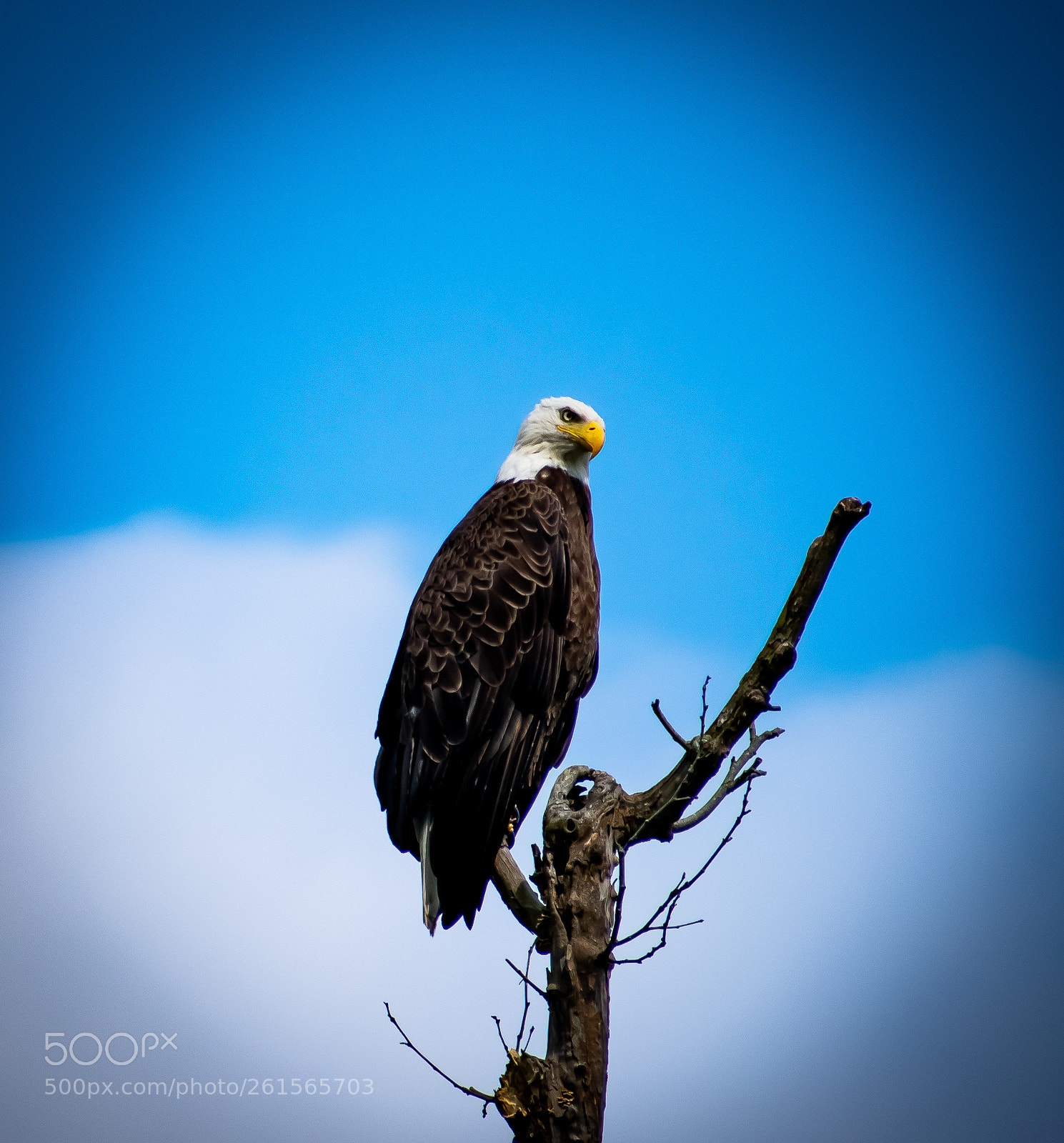 Nikon D3400 sample photo. Bald eagle photography