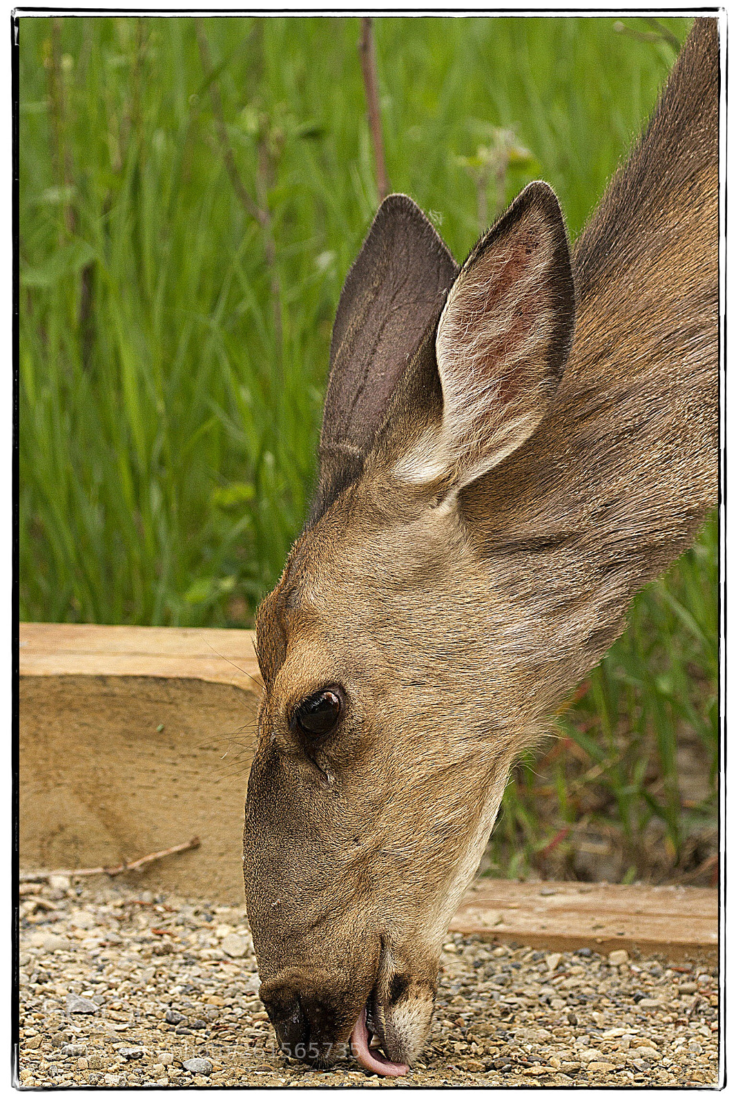 Canon EOS 7D sample photo. Deer licking the path. photography