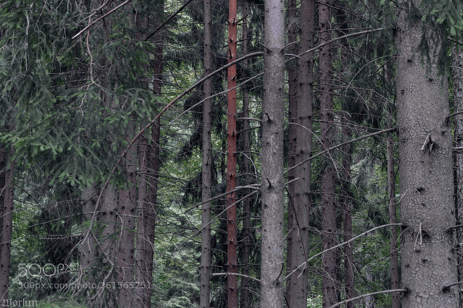 Nikon D3100 sample photo. Axis photography