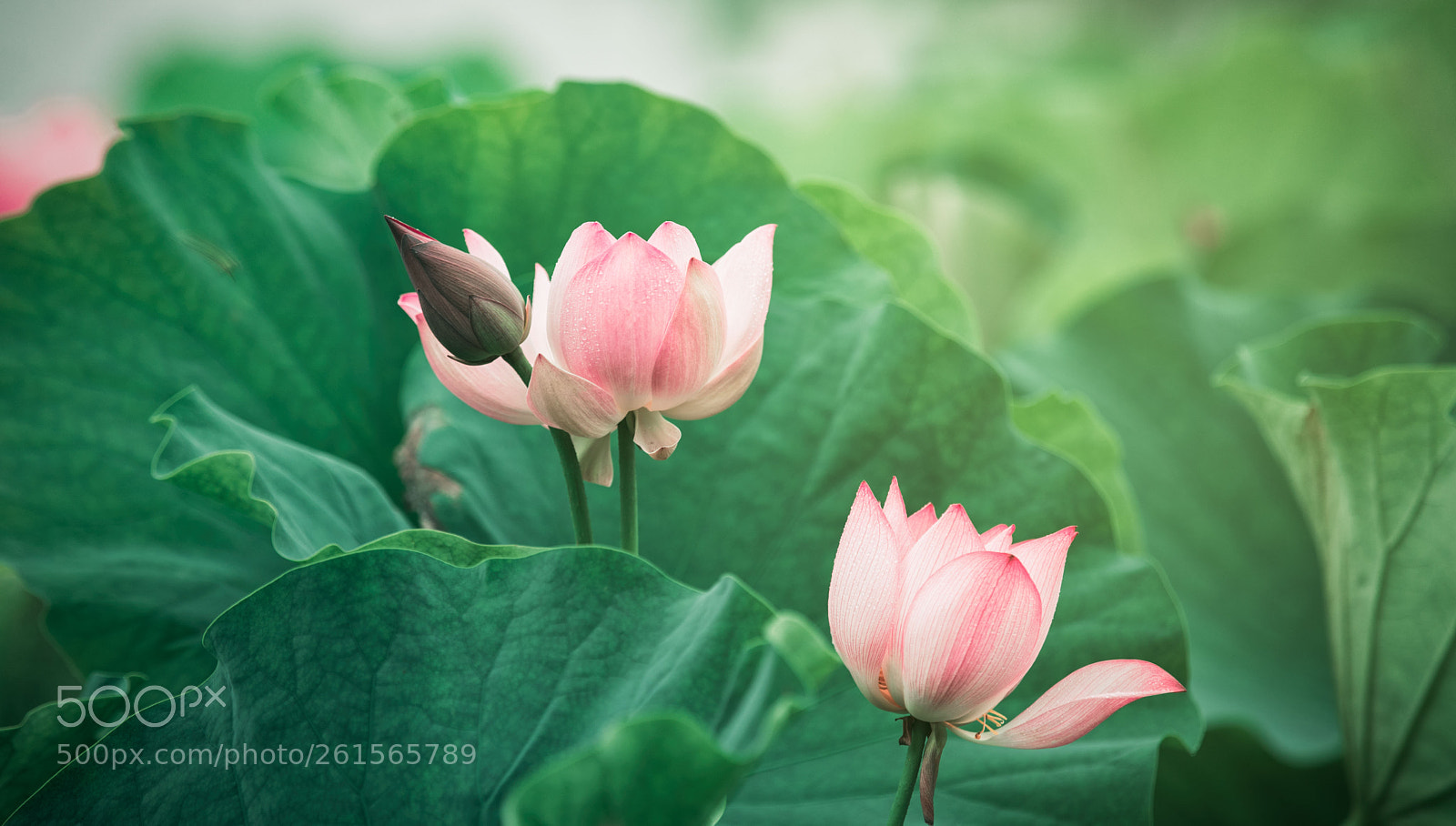 Canon EOS 5D Mark IV sample photo. 荷花.八卦田 photography