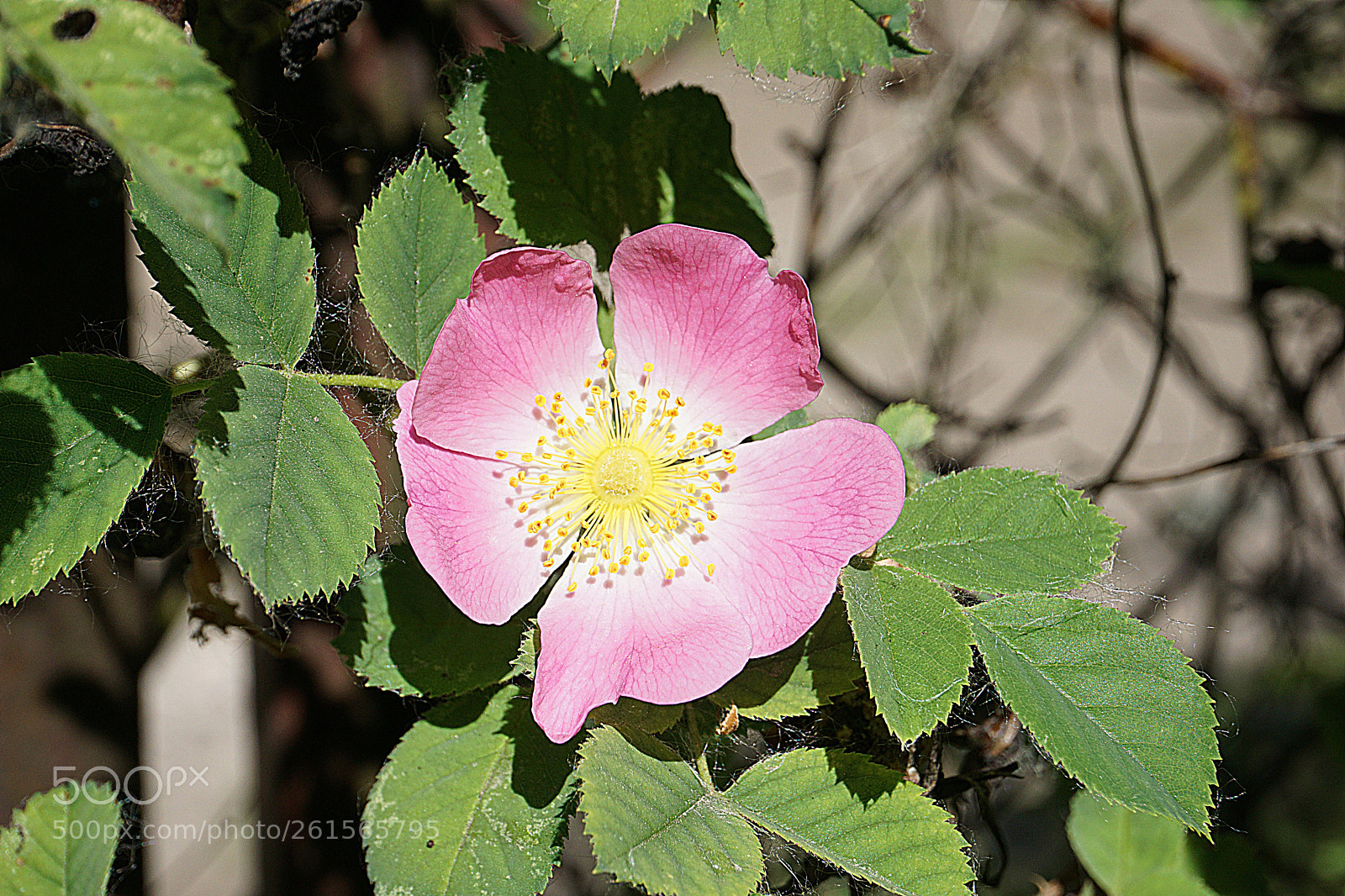 Sony a6000 sample photo. Dsc photography