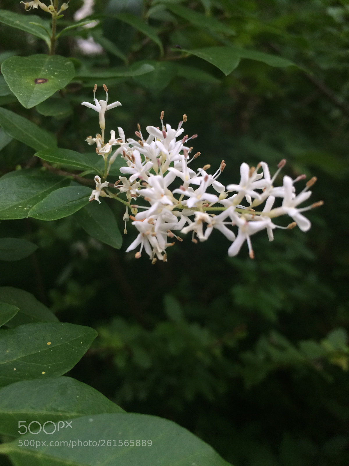 Apple iPhone 5s sample photo. Untitled photography