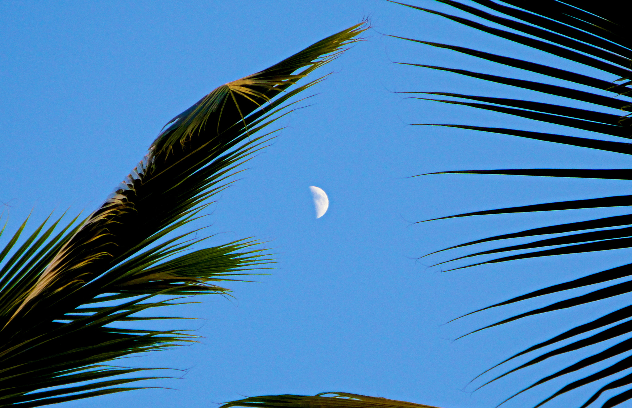 Sony Cyber-shot DSC-W290 sample photo. Tropical moon photography