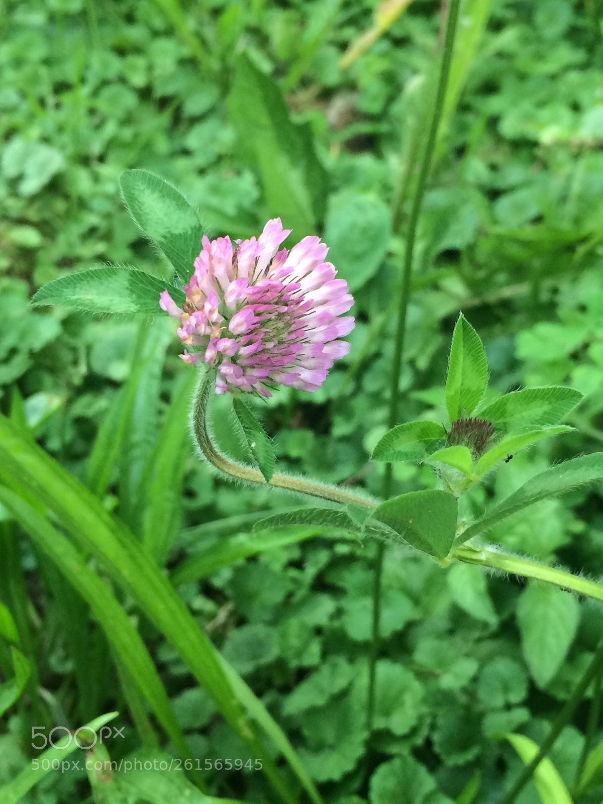 Apple iPhone 5s sample photo. Untitled photography