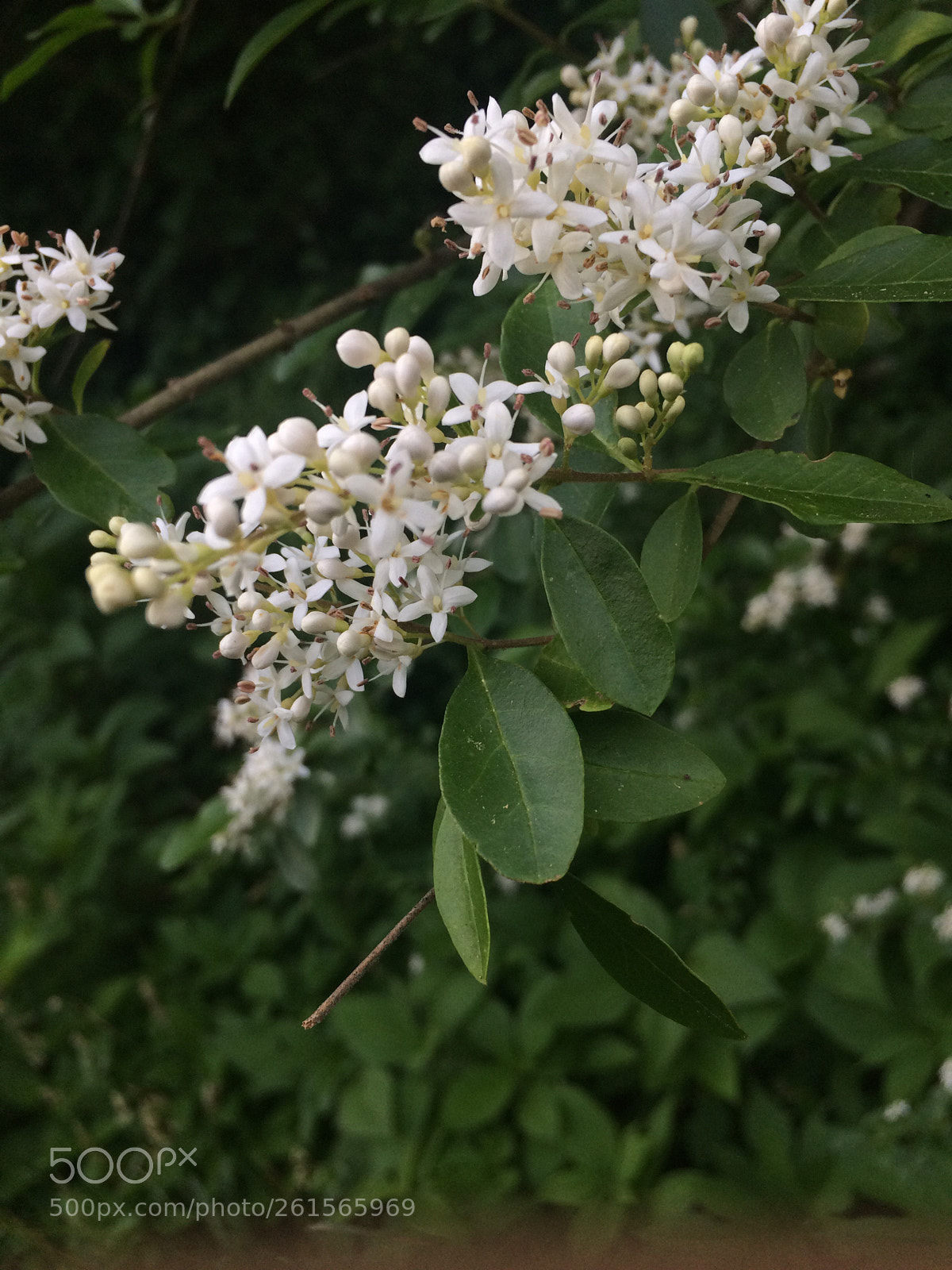 Apple iPhone 5s sample photo. Untitled photography