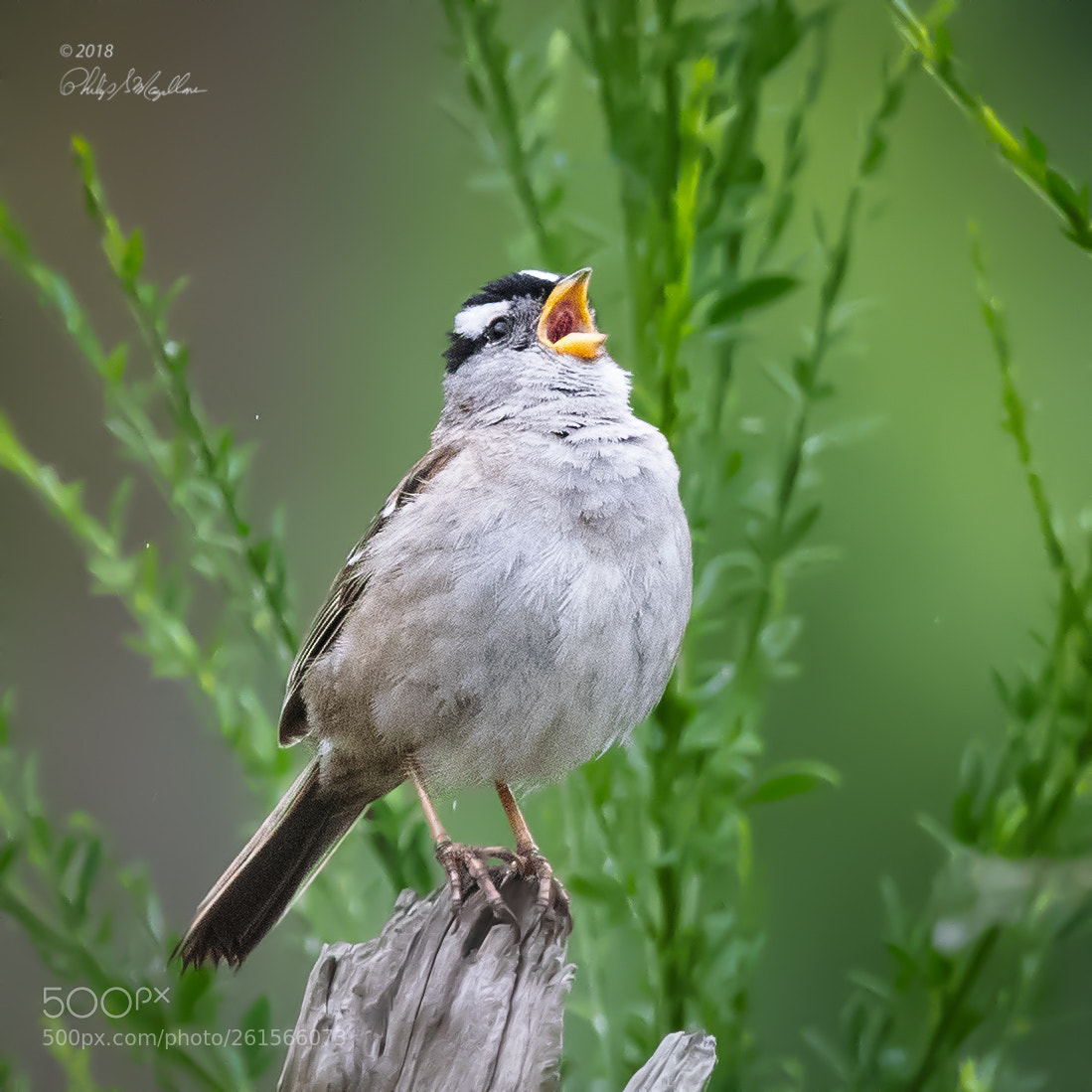 Nikon D500 sample photo. White crowned sparrow singing photography