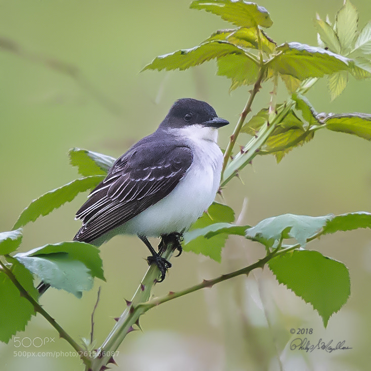 Nikon D500 sample photo. Eastern kingbird on blackberry photography