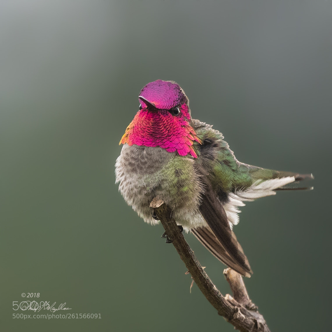 Nikon D500 sample photo. Anna's hummingbird excercise photography