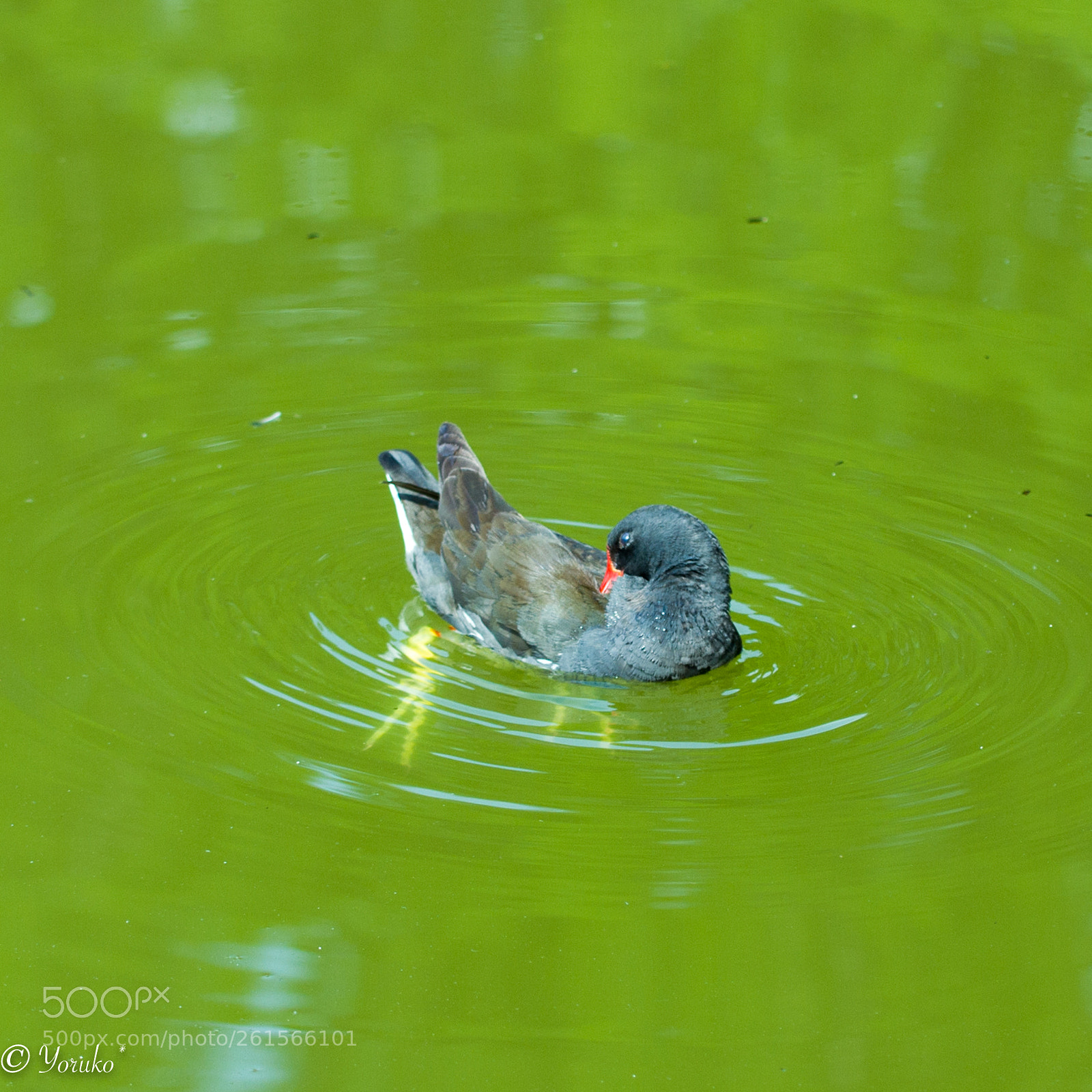 Canon EOS 7D sample photo. 私の友達 photography