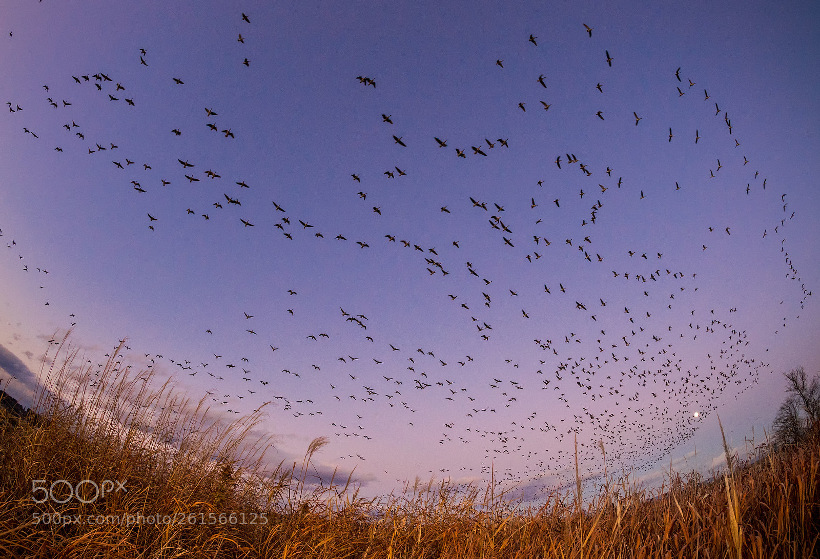 Nikon D5 sample photo. Home to roost photography