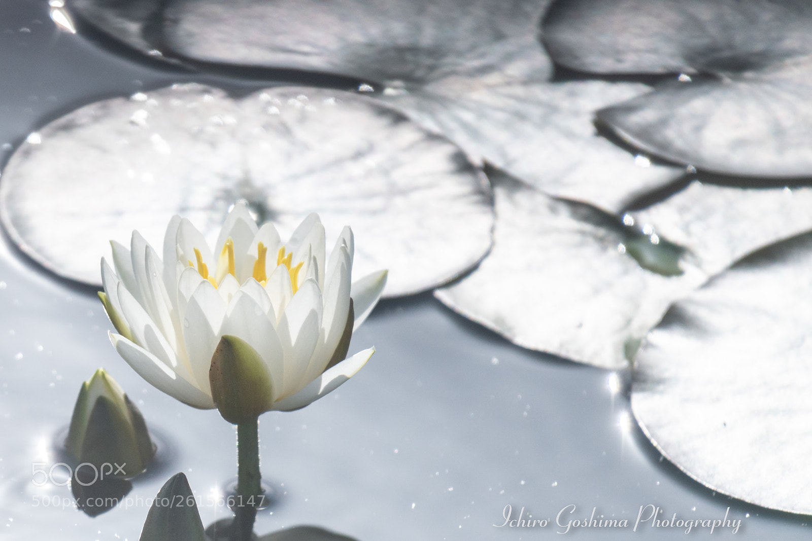 Sony a7R III sample photo. Water lily photography