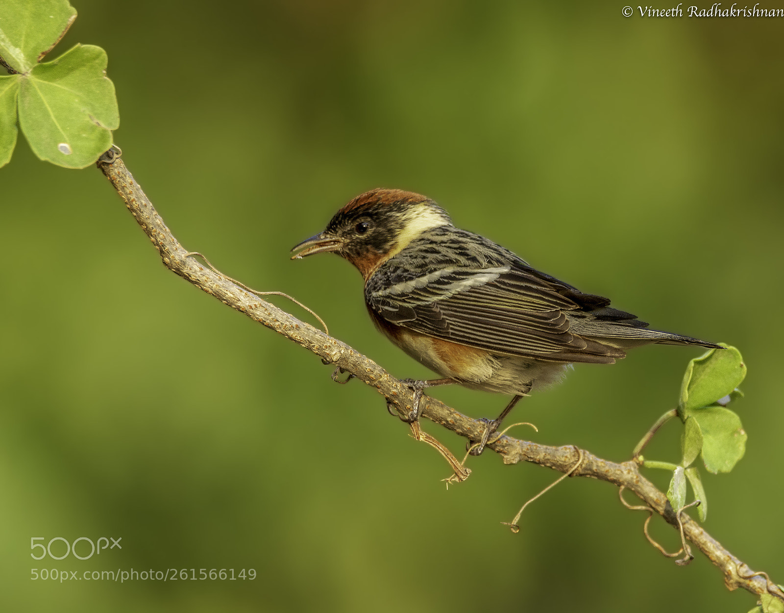 Nikon D7100 sample photo. Bay-breasted warbler photography