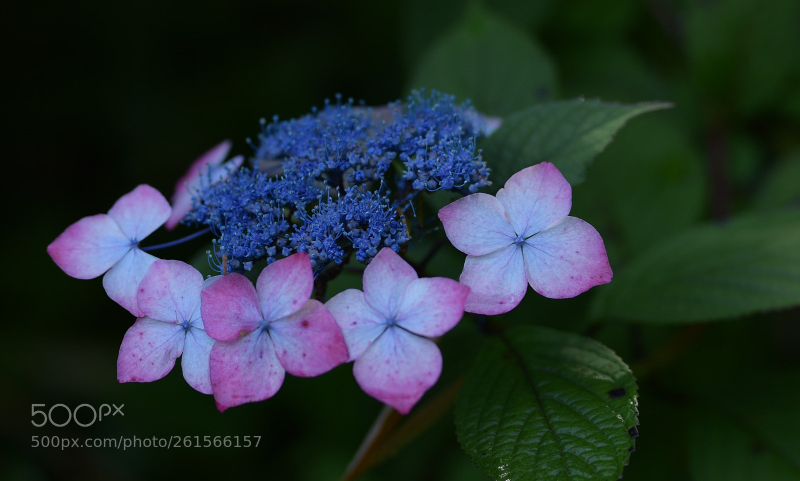 Nikon D750 sample photo. Hydrangen after the rain photography