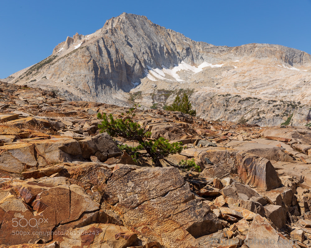 Canon EOS 6D sample photo. Tree and north peak photography