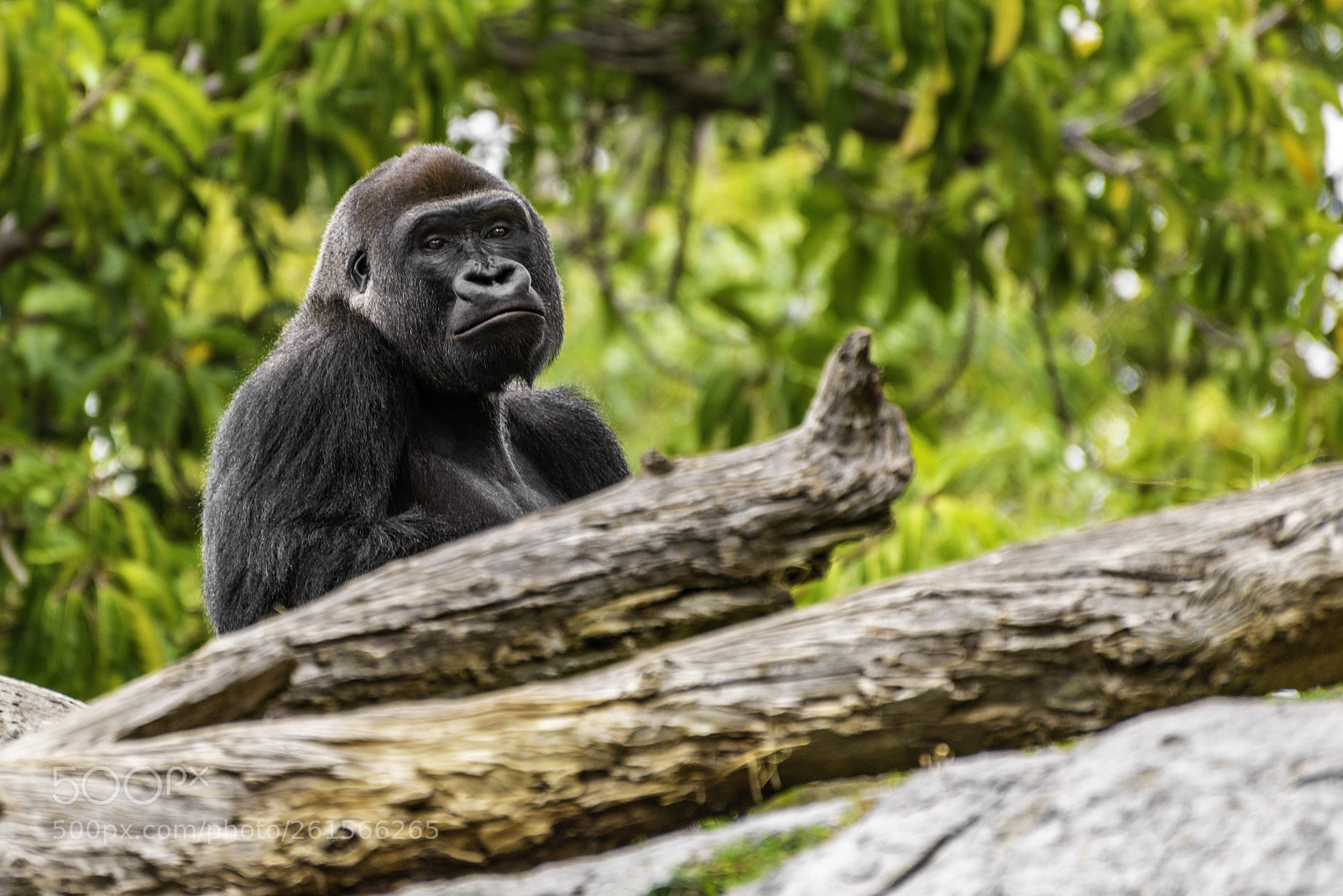 Nikon D610 sample photo. Gorilla photography