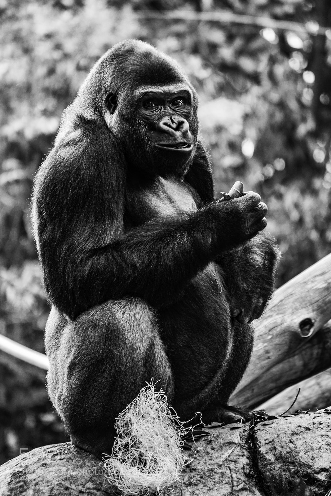 Nikon D610 sample photo. Gorilla photography