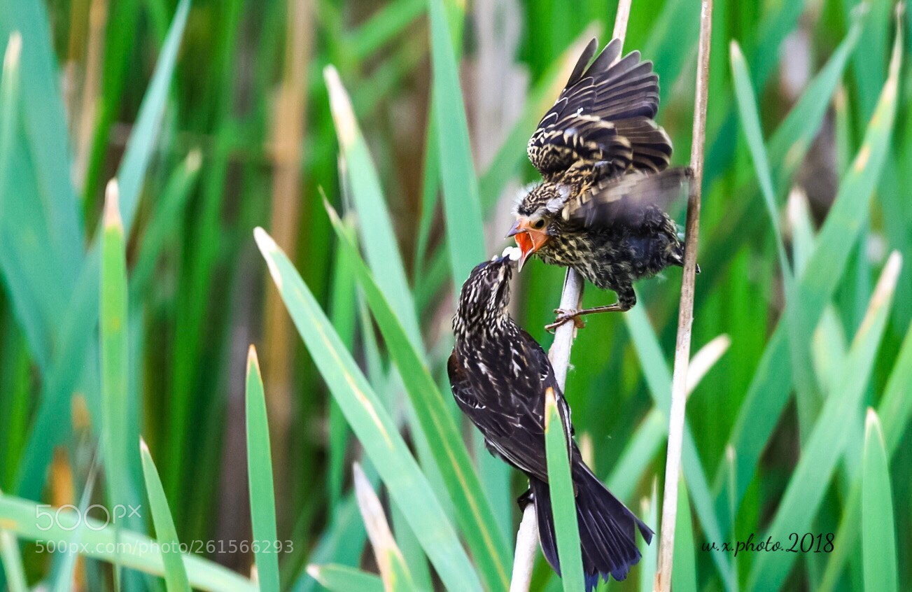 Canon EOS 7D Mark II sample photo. Feeding photography
