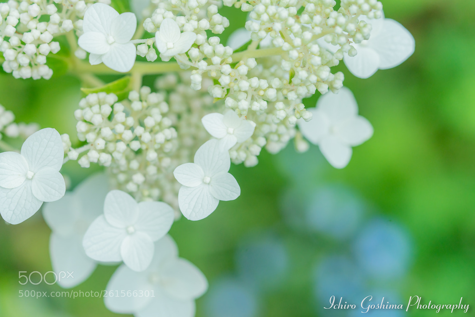 Sony a7R III sample photo. Annabel flower photography