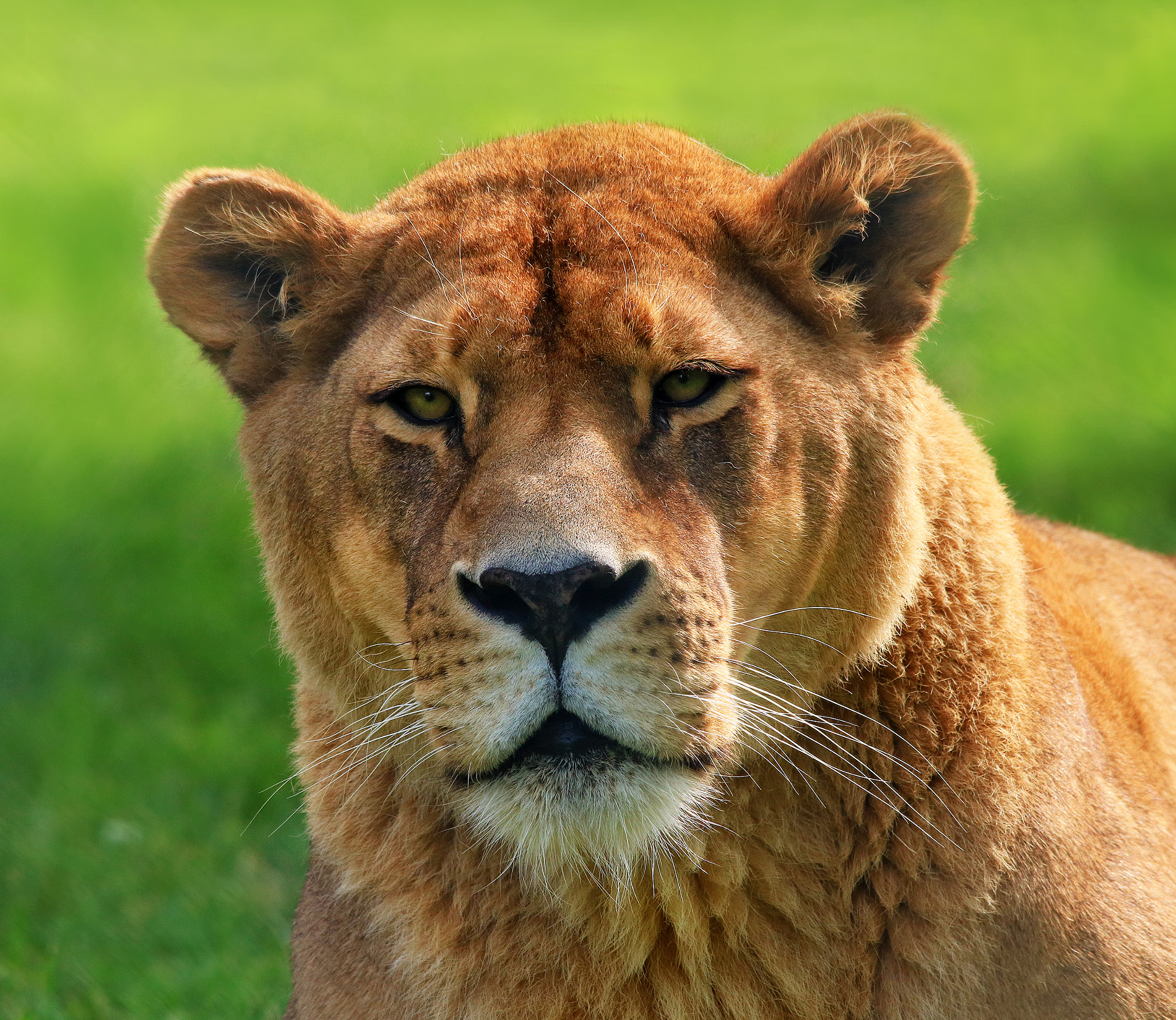 Canon EOS 750D (EOS Rebel T6i / EOS Kiss X8i) sample photo. Lioness photography
