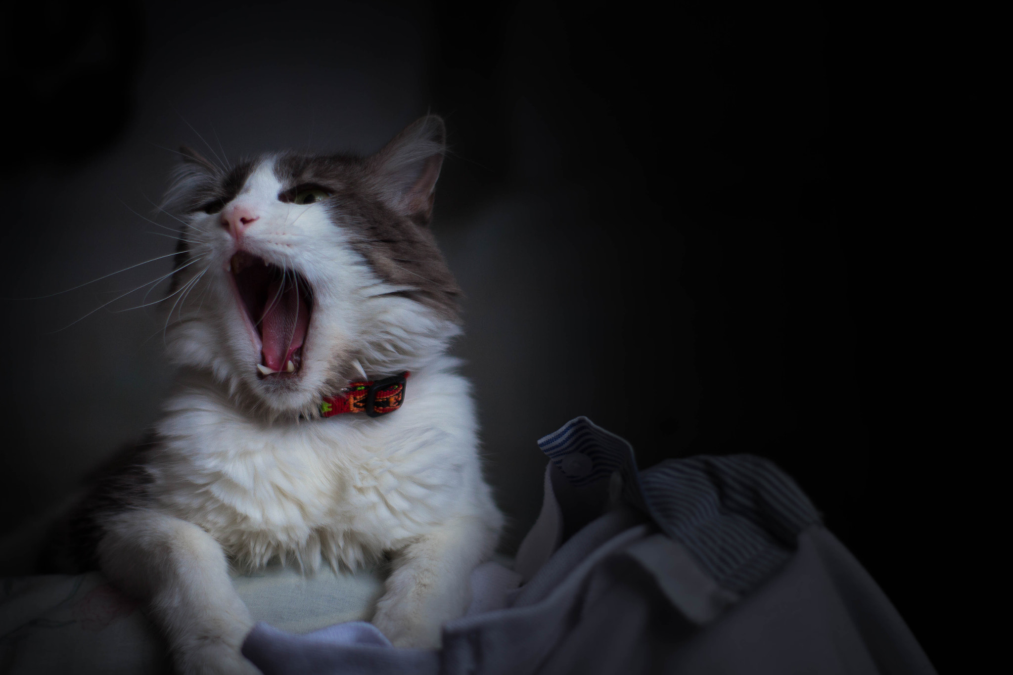 Canon EOS 700D (EOS Rebel T5i / EOS Kiss X7i) sample photo. Mi gatubelo! jerry photography