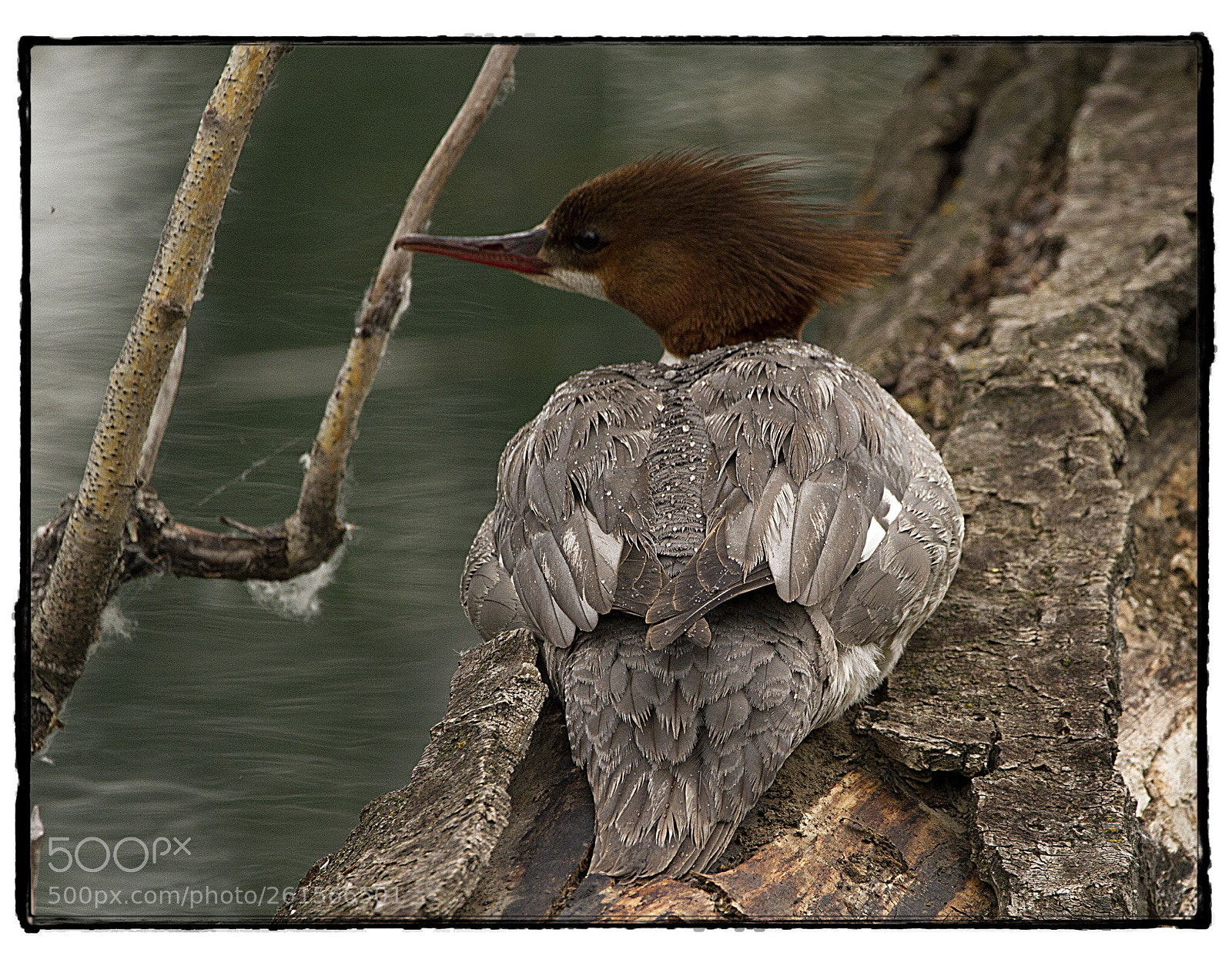 Canon EOS 7D sample photo. Common merganser on a photography