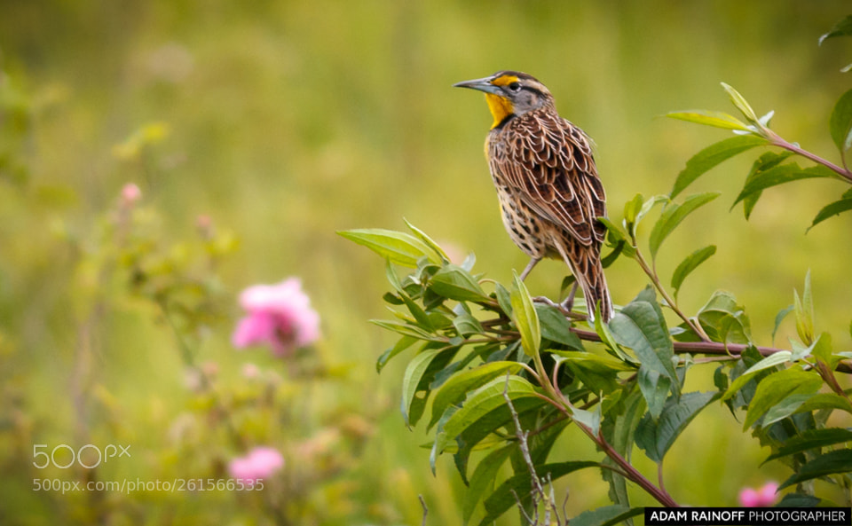Canon EOS 70D sample photo. Eastern meadowlark la florida photography