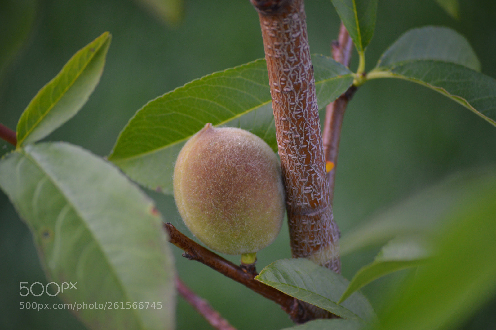 Nikon D3200 sample photo. Young peach fruit photography