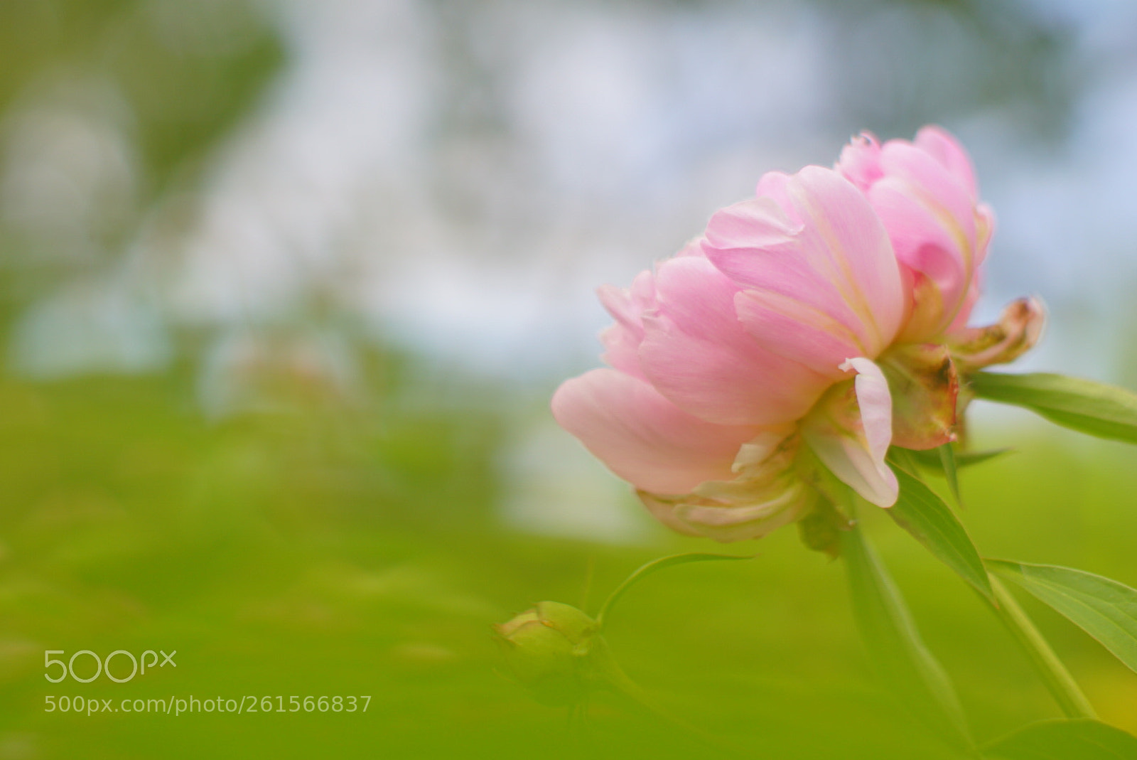Sony a6000 sample photo. 芍·韵 photography