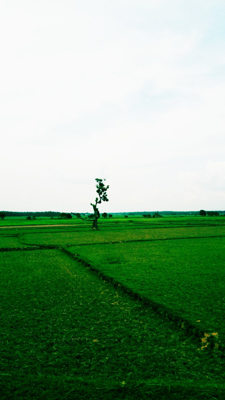 GIONEE A1 lite sample photo. Green and green photography