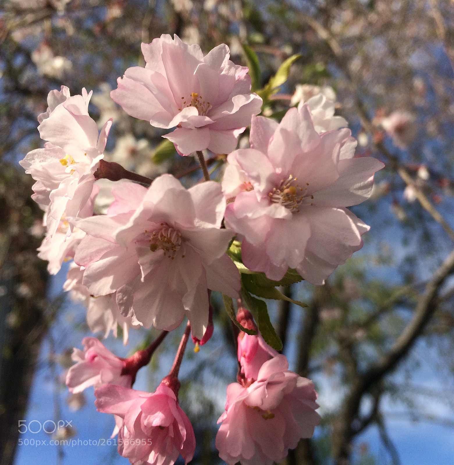 Apple iPhone 5s sample photo. Img e photography