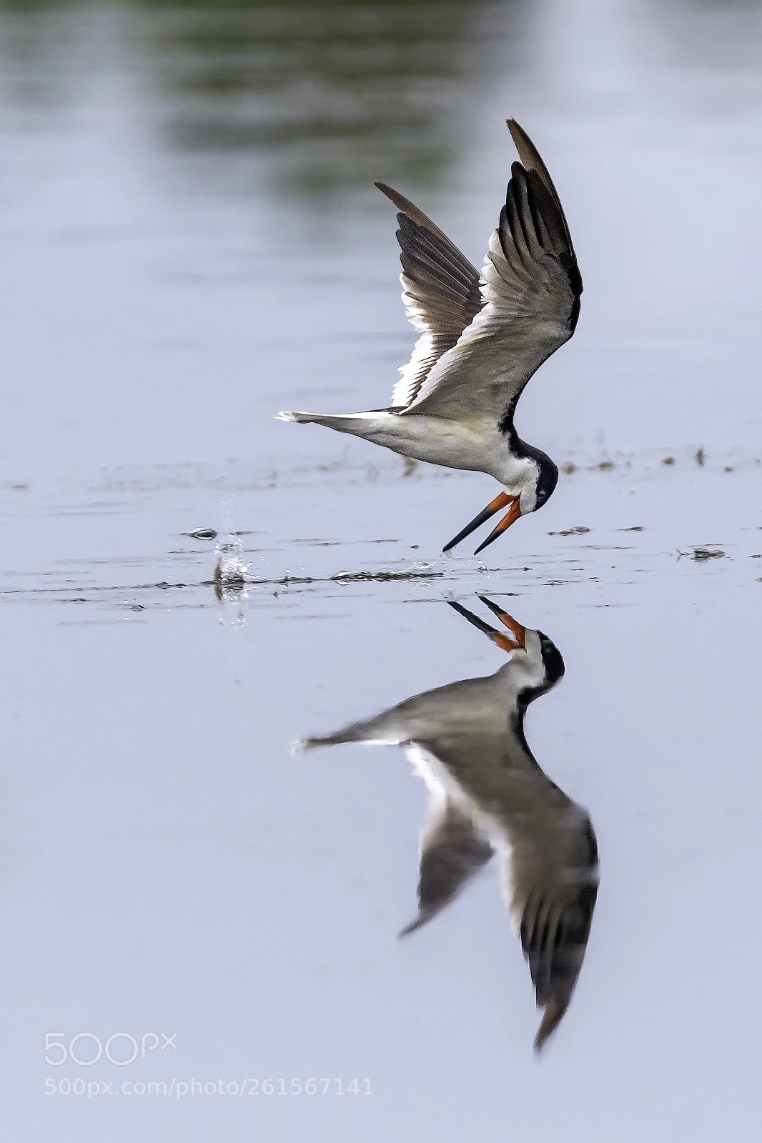 Nikon D500 sample photo. Black skimmer photography