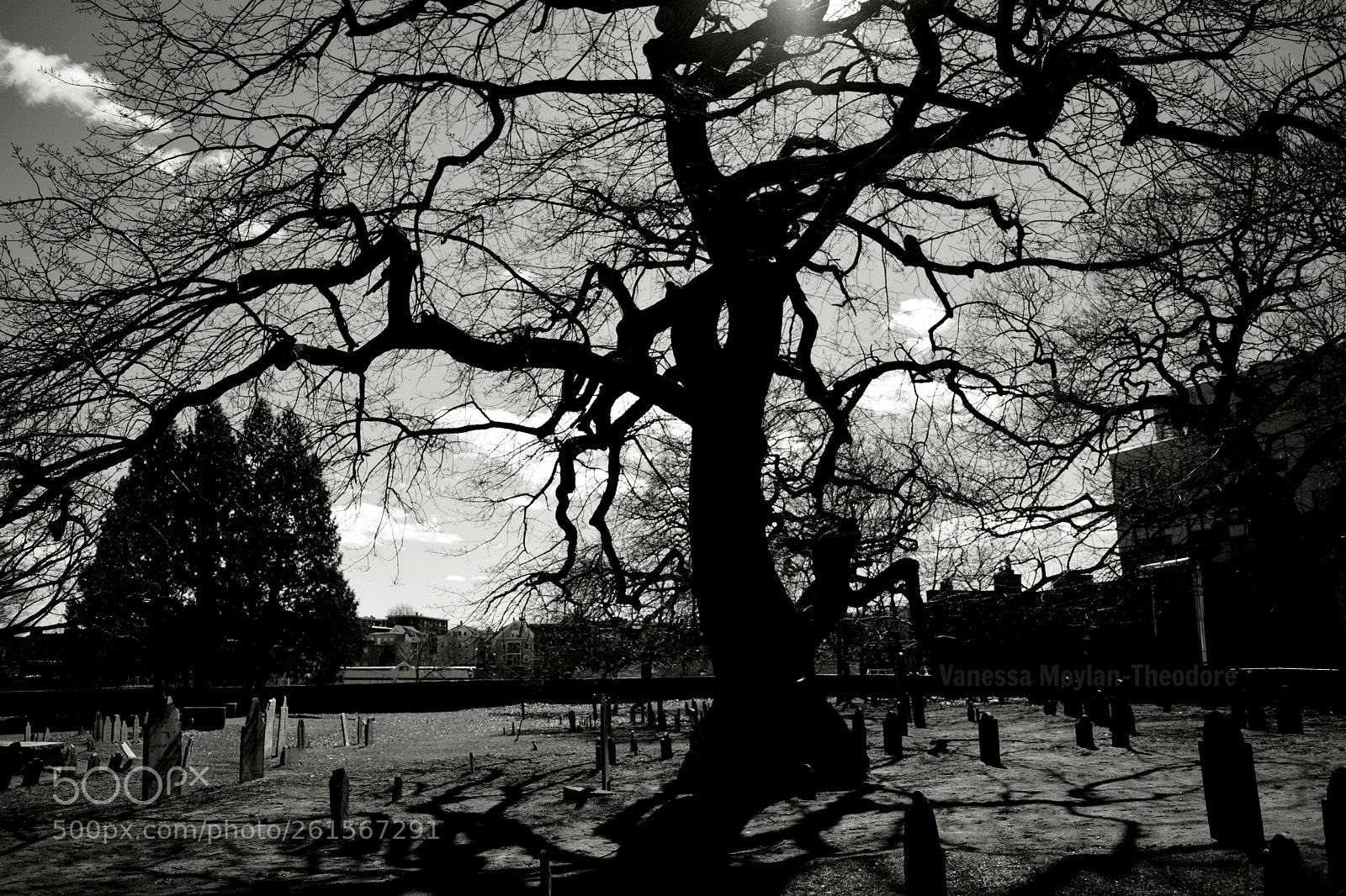 Nikon D5200 sample photo. Spooky tree photography