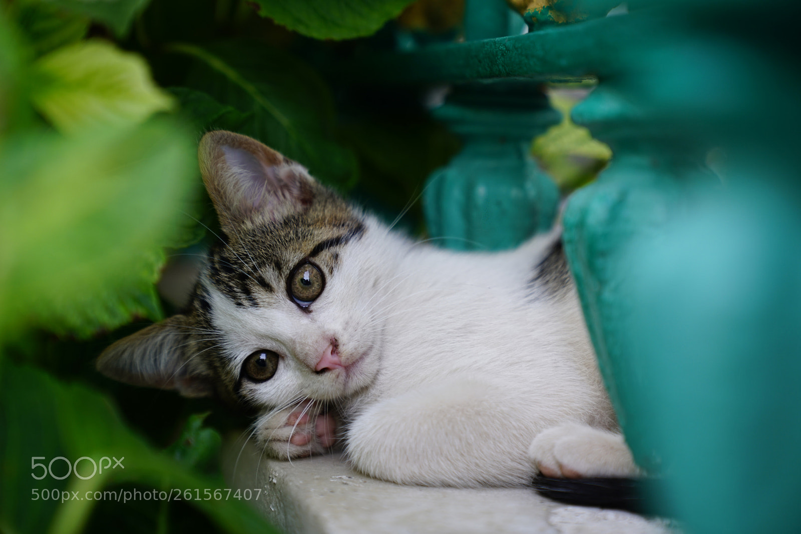 Sony a7R II sample photo. Kitten photography