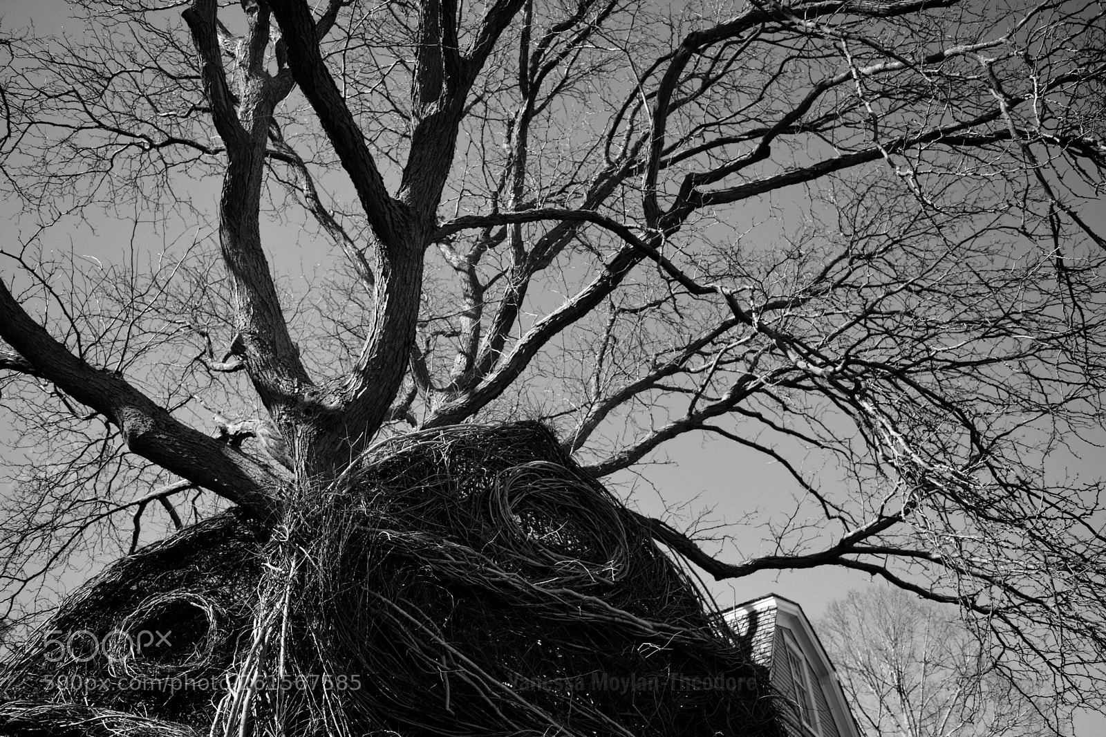 Nikon D5200 sample photo. Season of the witch photography