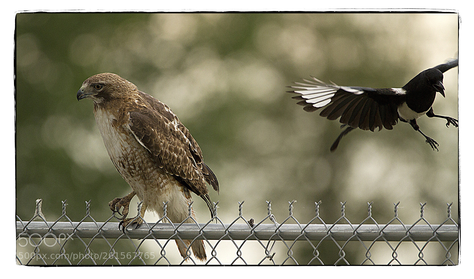 Canon EOS 7D sample photo. Red-tailed hawk being pestered photography