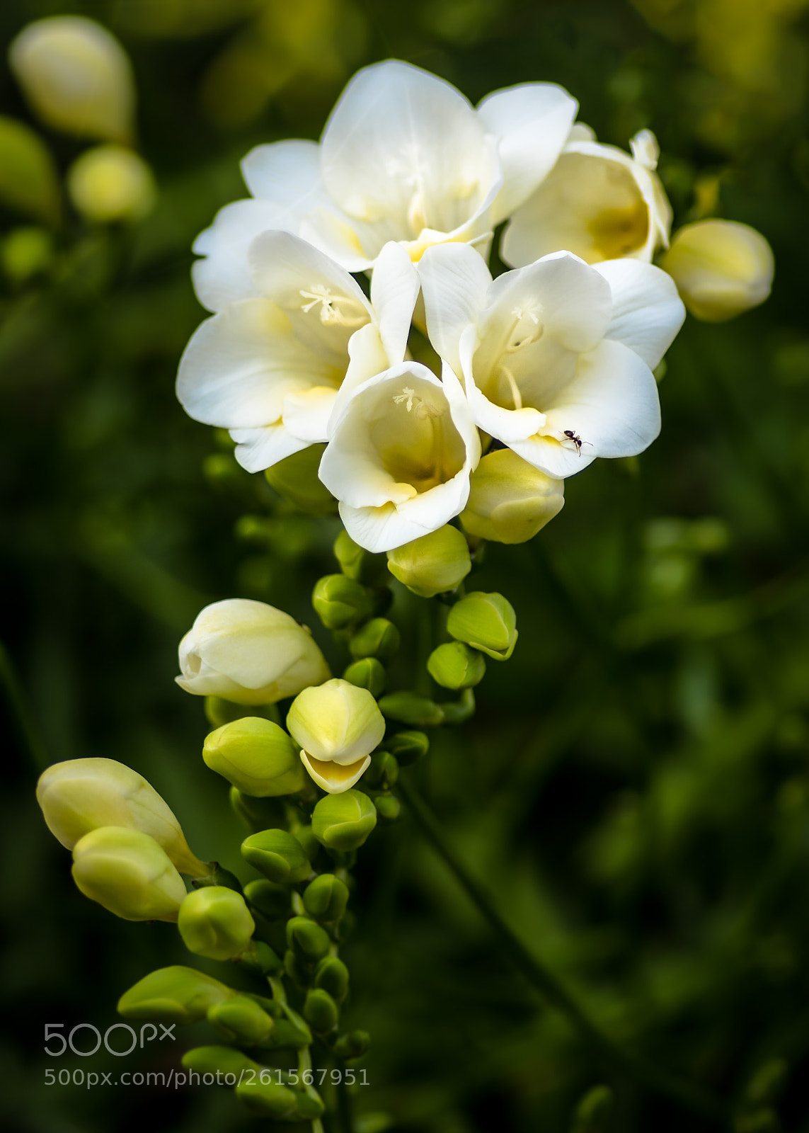 Nikon D500 sample photo. Freesia photography