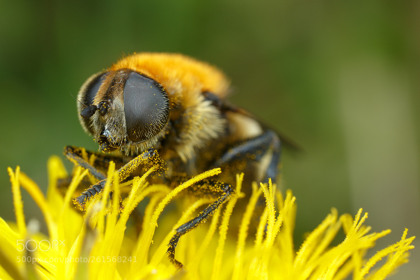 Canon EOS 6D sample photo. Diptera photography